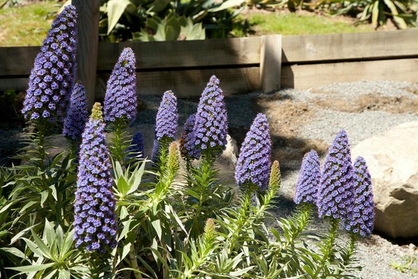 How Does Brexit Continue to Impact UK's Domestic Policies?